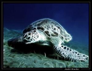 tortue by André Bruchez 